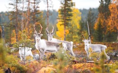 voir animaux rennes visite rencontre finlande laponie voyage sejour ete 2021 2022