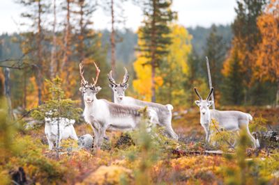 voir animaux rennes visite rencontre finlande laponie voyage sejour ete 2021 2022